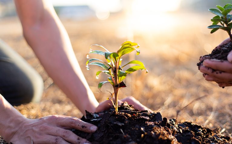 planting tree